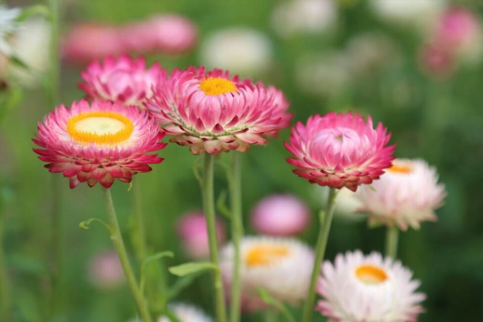 Kwiaty sezonowe w wazonie – co wybrać