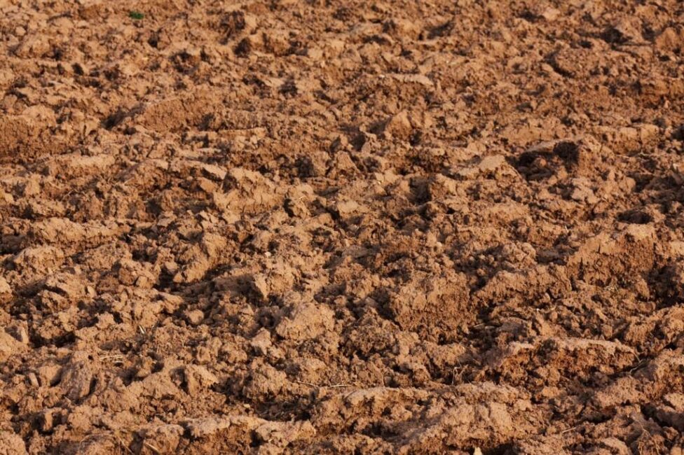 Popiół z węgla w uprawie roślin strączkowych