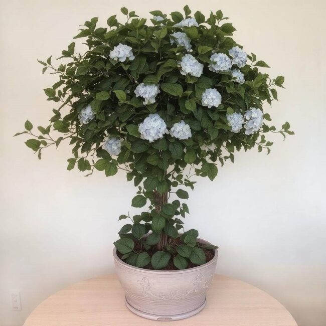 Hortensja na pniu w donicy zimowanie